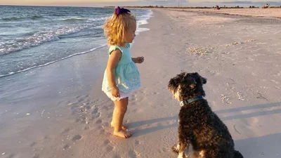 Dog and little girl playing in the sand in Venice Florida